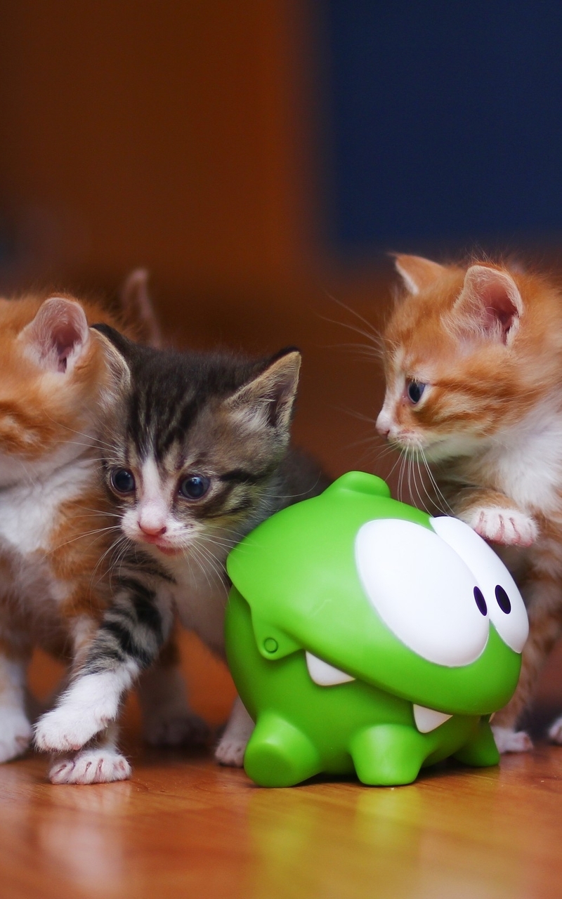 Image: Kittens, kids, five, Om Nom