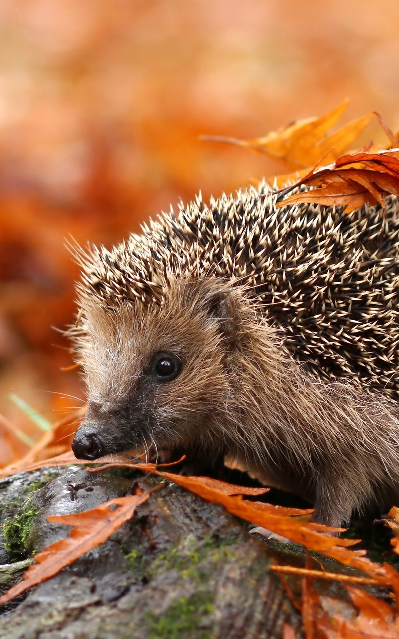 Image: Hedgehog, spines, leaves, autumn