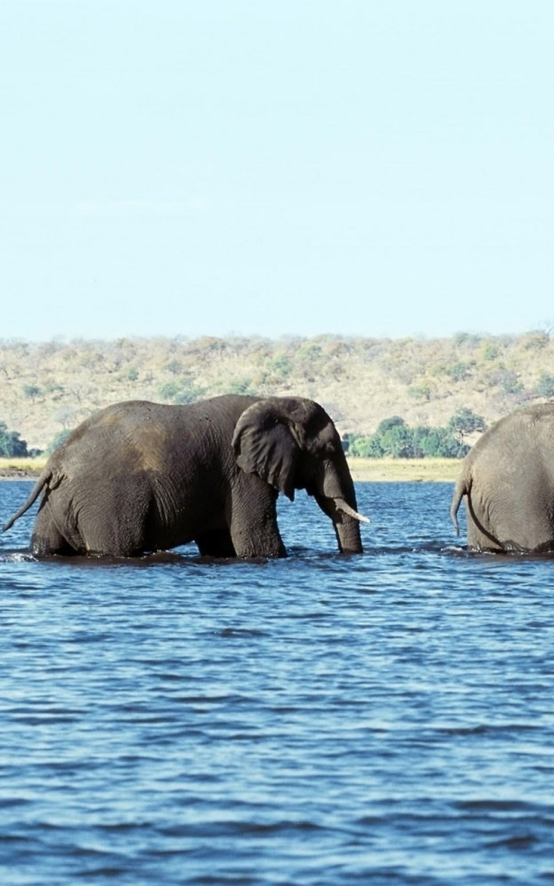 Image: Elephants, river, family