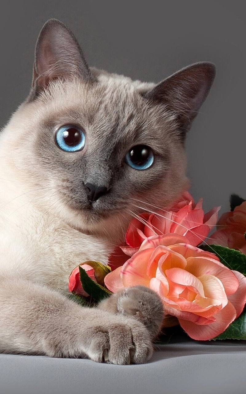 Картинка: Кошка, порода, мордочка, глаза, голубые, цветы