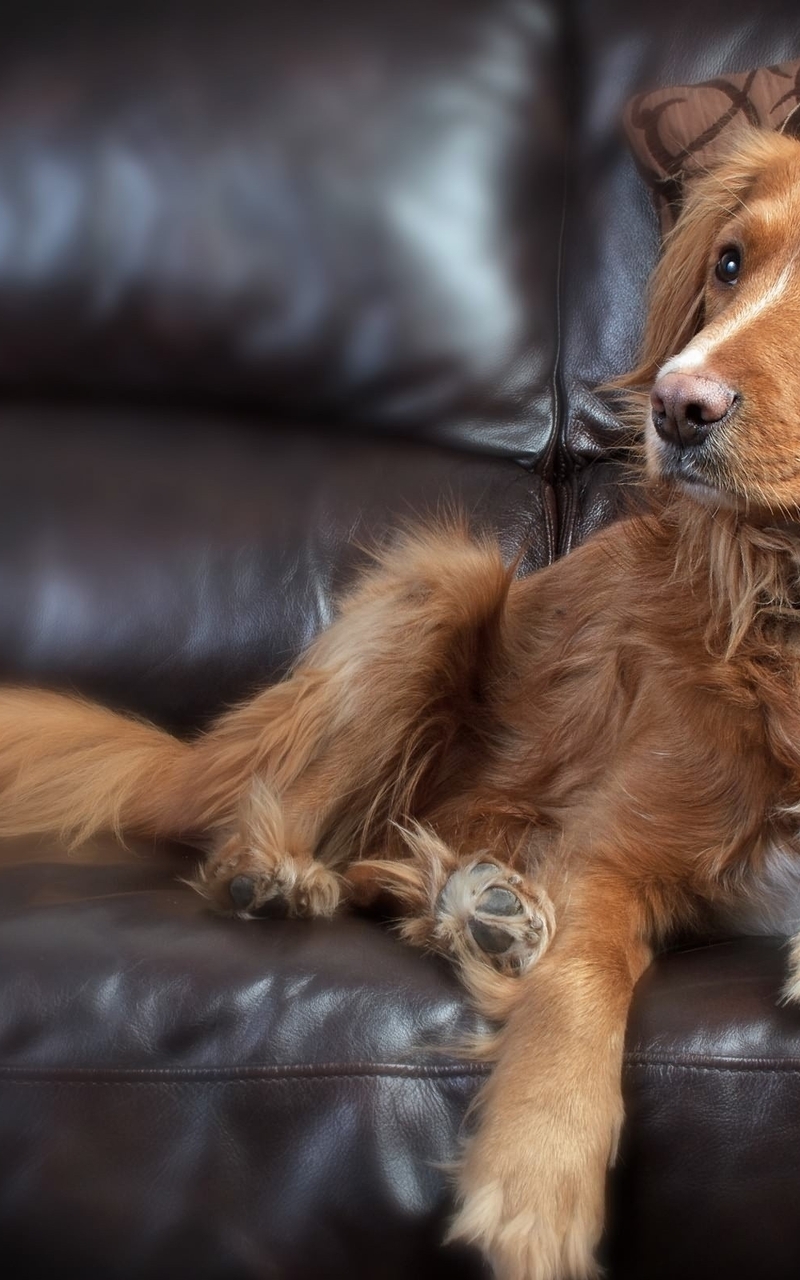 Image: Dog, muzzle, eyes, look, hair, legs, lying, sofa, pillow