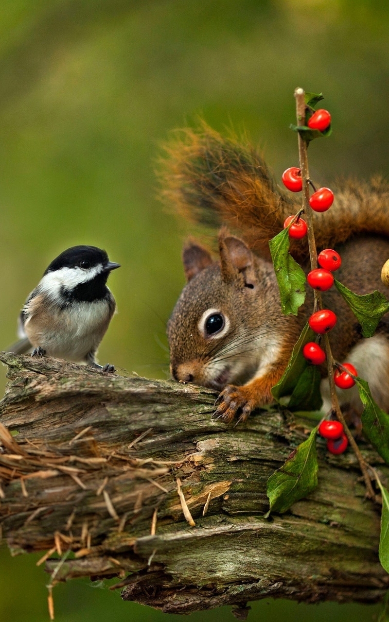 Image: Bird, chickadee, squirrel, rodent, gnaws, wood, berries, mushrooms