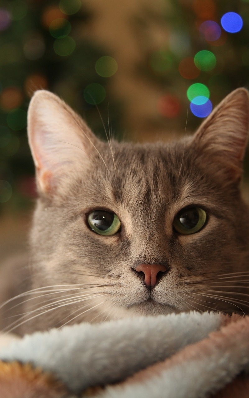 Image: Cat, red, muzzle, whiskers, eyes, green, plaid, lying down, warm, lights, holiday