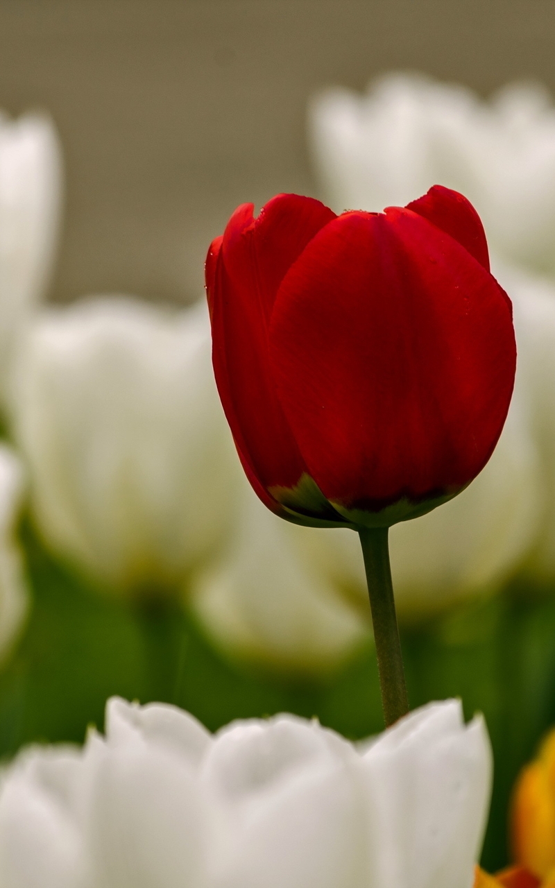 Image: Tulips, red, white, yellow