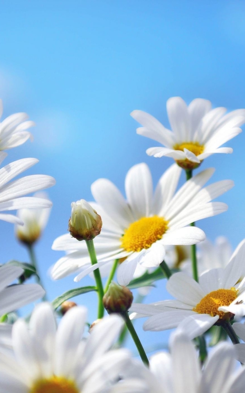 Image: Flowers, chamomile, petals, white
