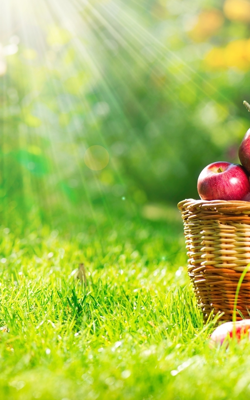 Картинка: Корзина, яблоки, урожай, лето, трава, зелень, солнце, лучи