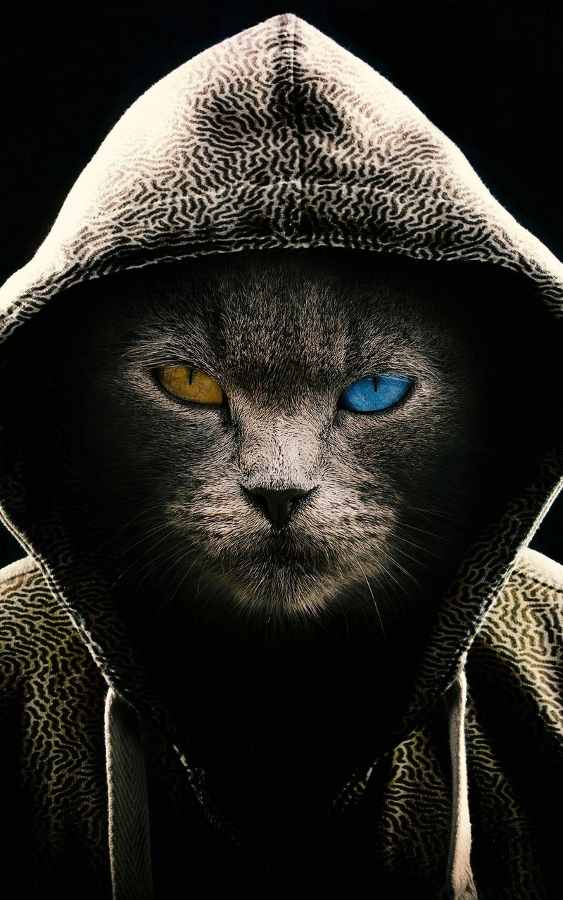 Картинка: Кот, капюшон, разные глаза, морда, чёрный фон