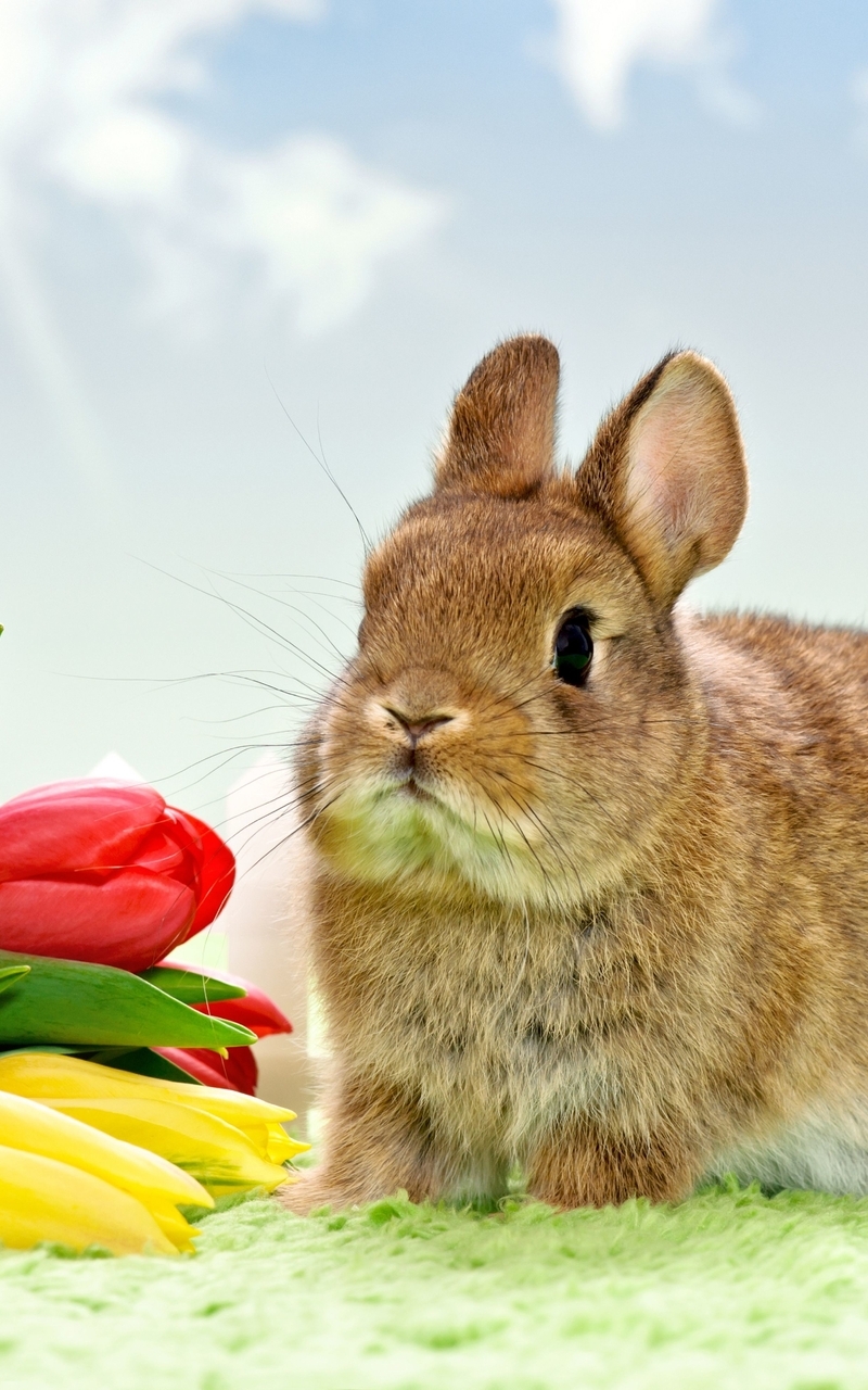 Картинка: Кролик, пушистик, букет, тюльпаны, цветы, весна, 8 марта
