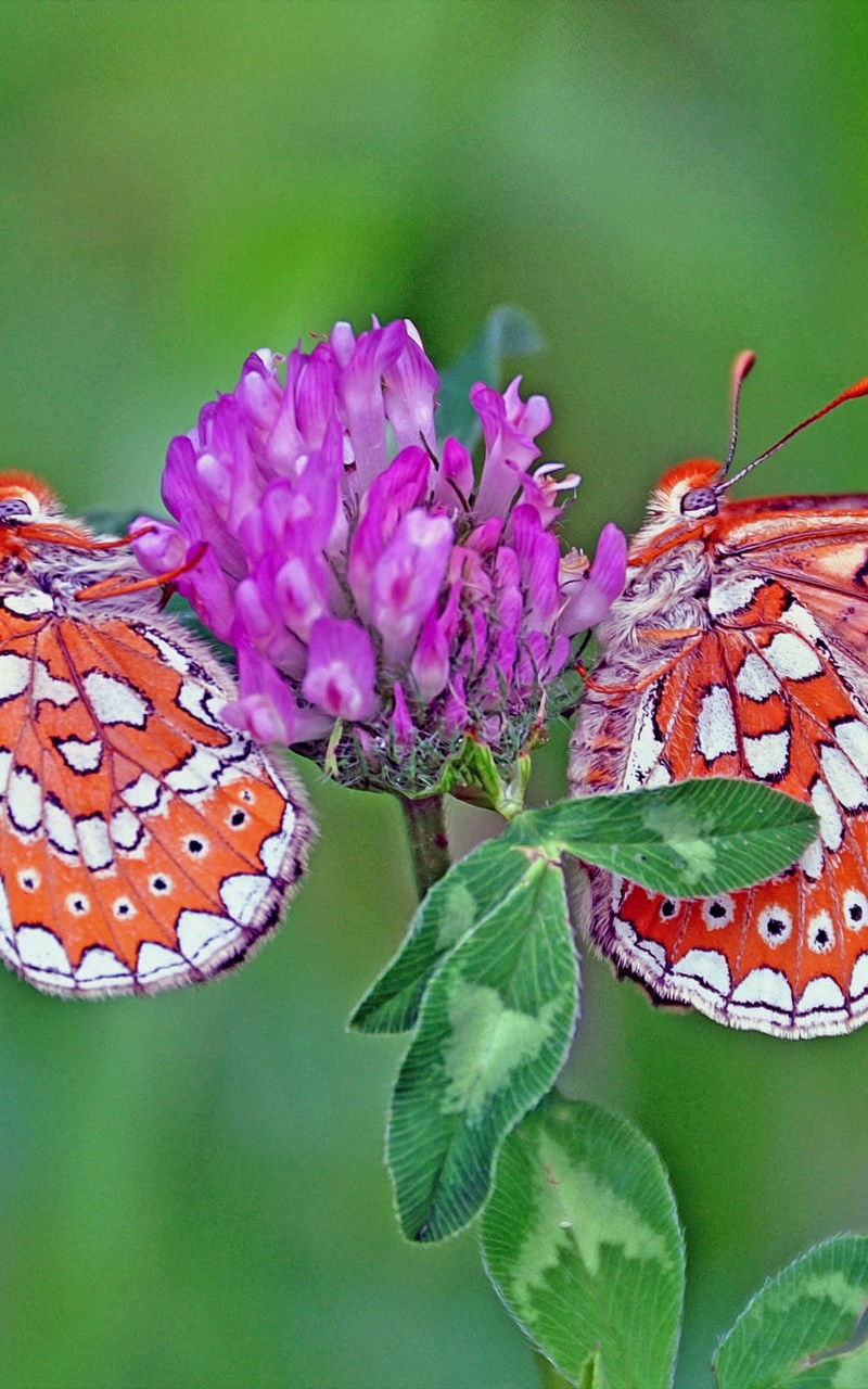 Картинка: Бабочки, крылья, клевер, сидят