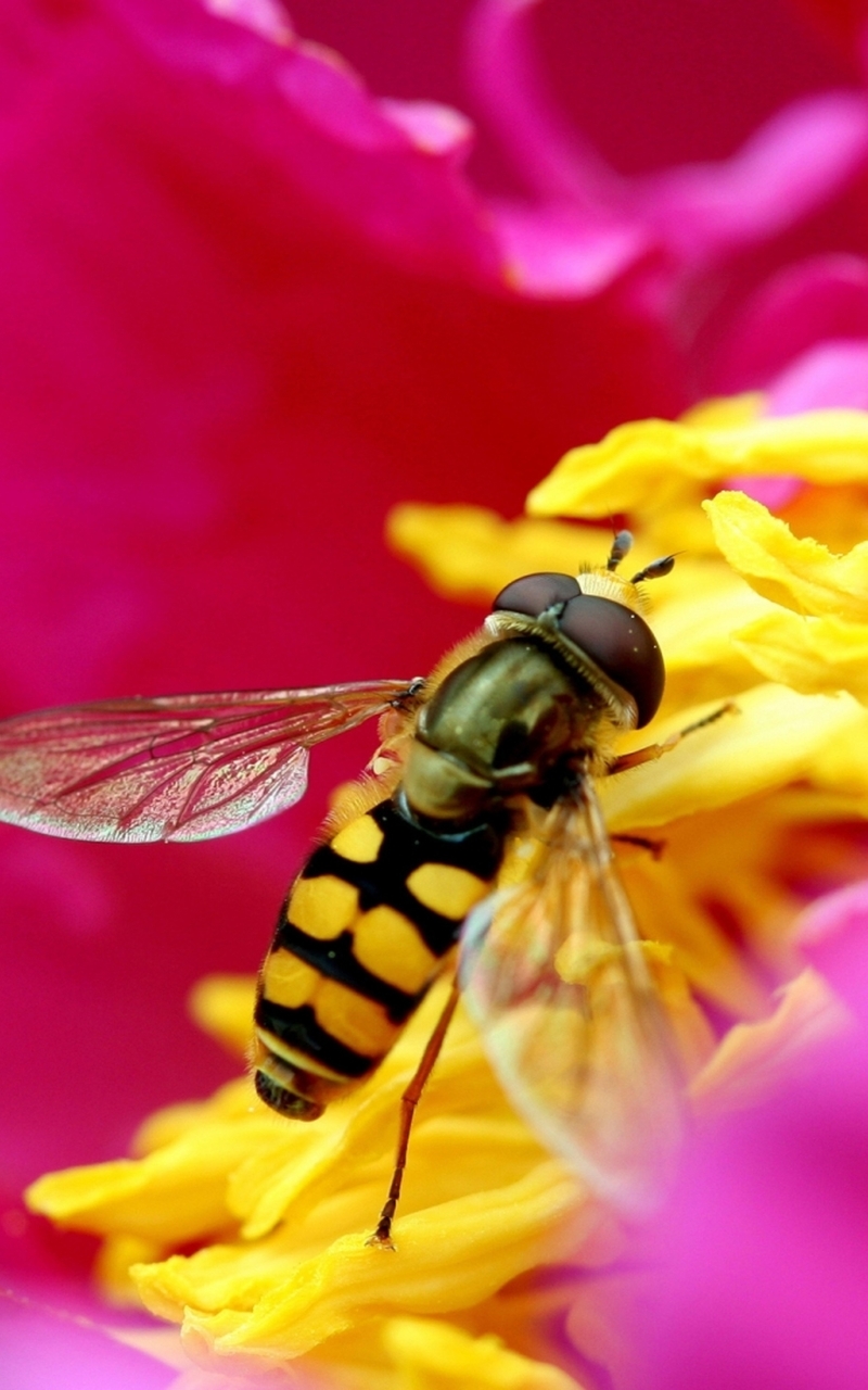 Image: Fly, Sirpa, Syrphus ribesii, flower, heart, stamens