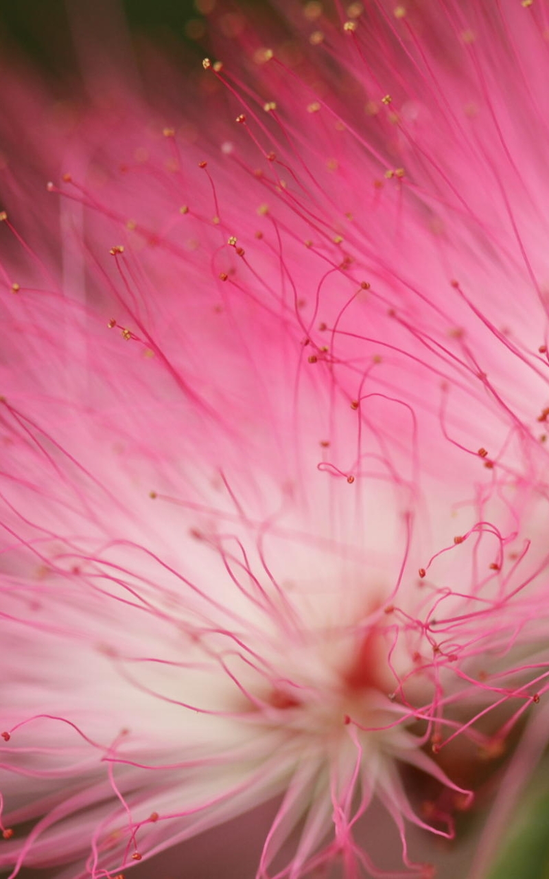 Картинка: Пушистый, розовый, цветок, акация