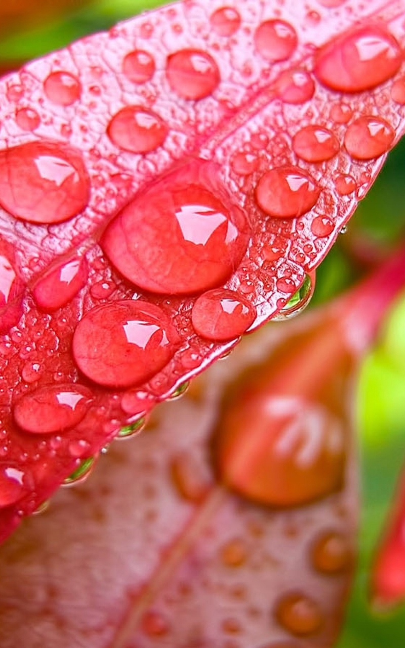 Картинка: Листья, жилки, капли, роса, вода, красные