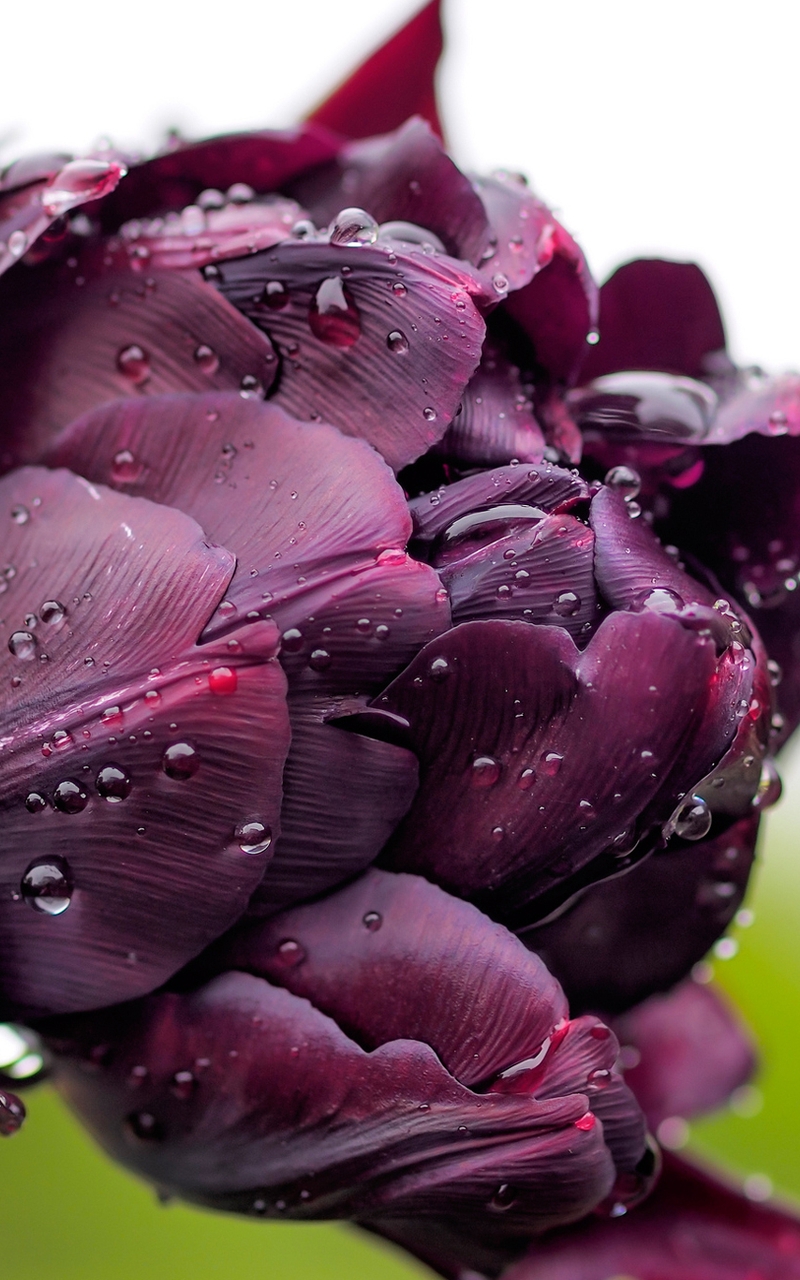 Image: Flower, terry, tulip, violet, dark, petals, water, drops, focus