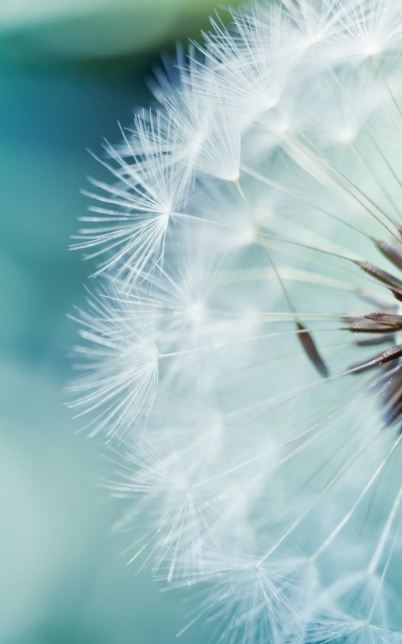 Image: Dandelion, white, fluff, seeds