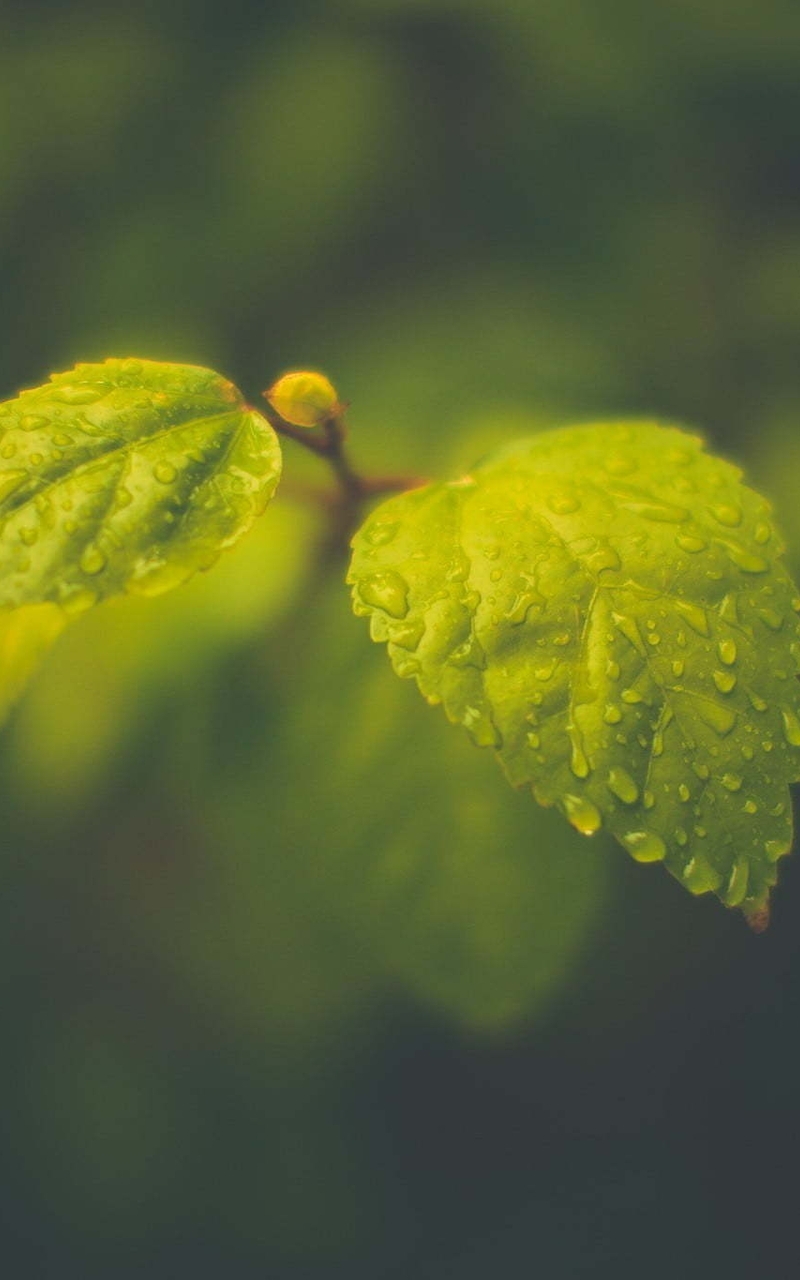 Image: Leaves, branch, drops, water, focus