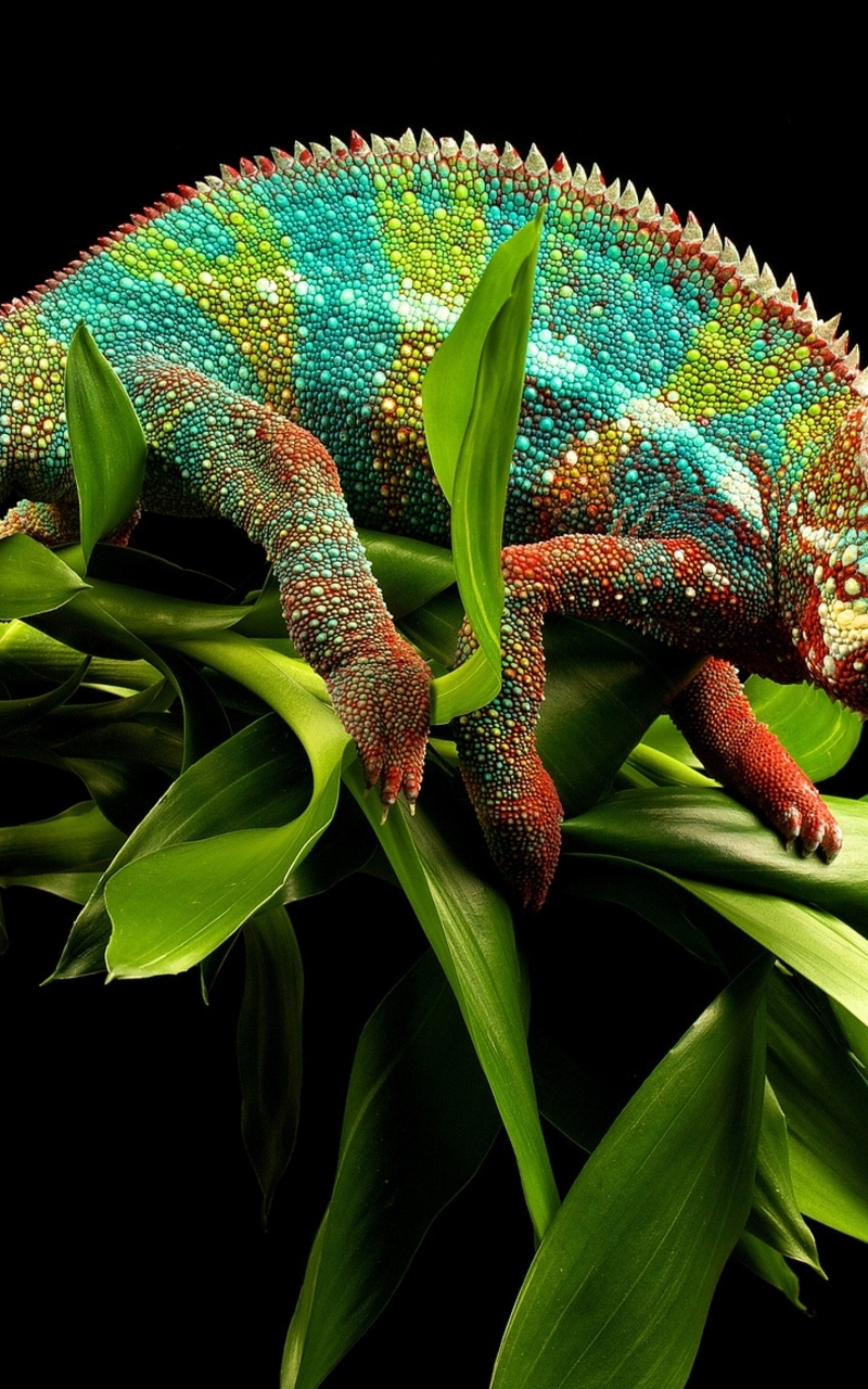 Image: Chameleon, scales, color, plant, leaves, dark background