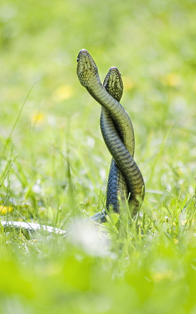 Image: Intertwined, snake, two, grass