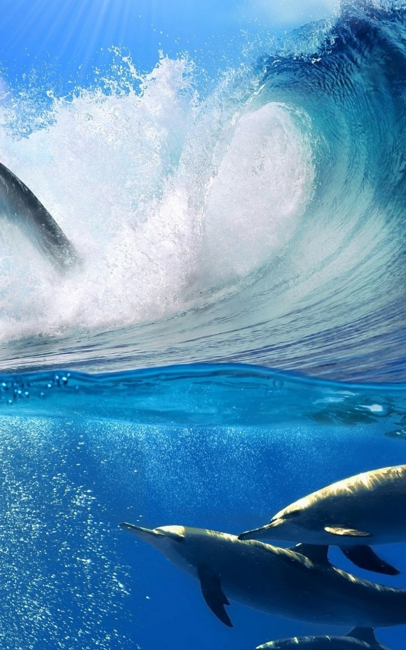 Image: Dolphins, flock, sea, wave, spray light