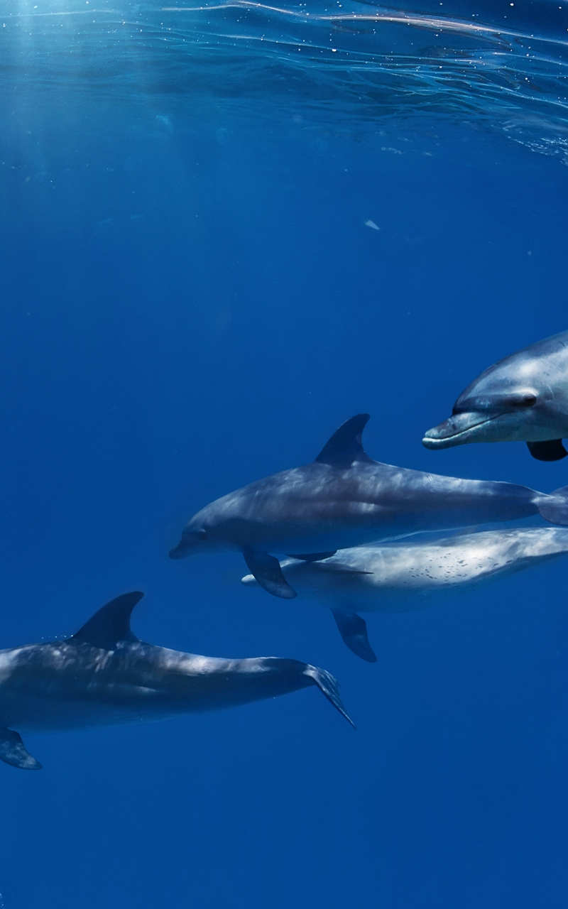 Image: Dolphins, flock, ocean, bubbles, underwater, light, glare