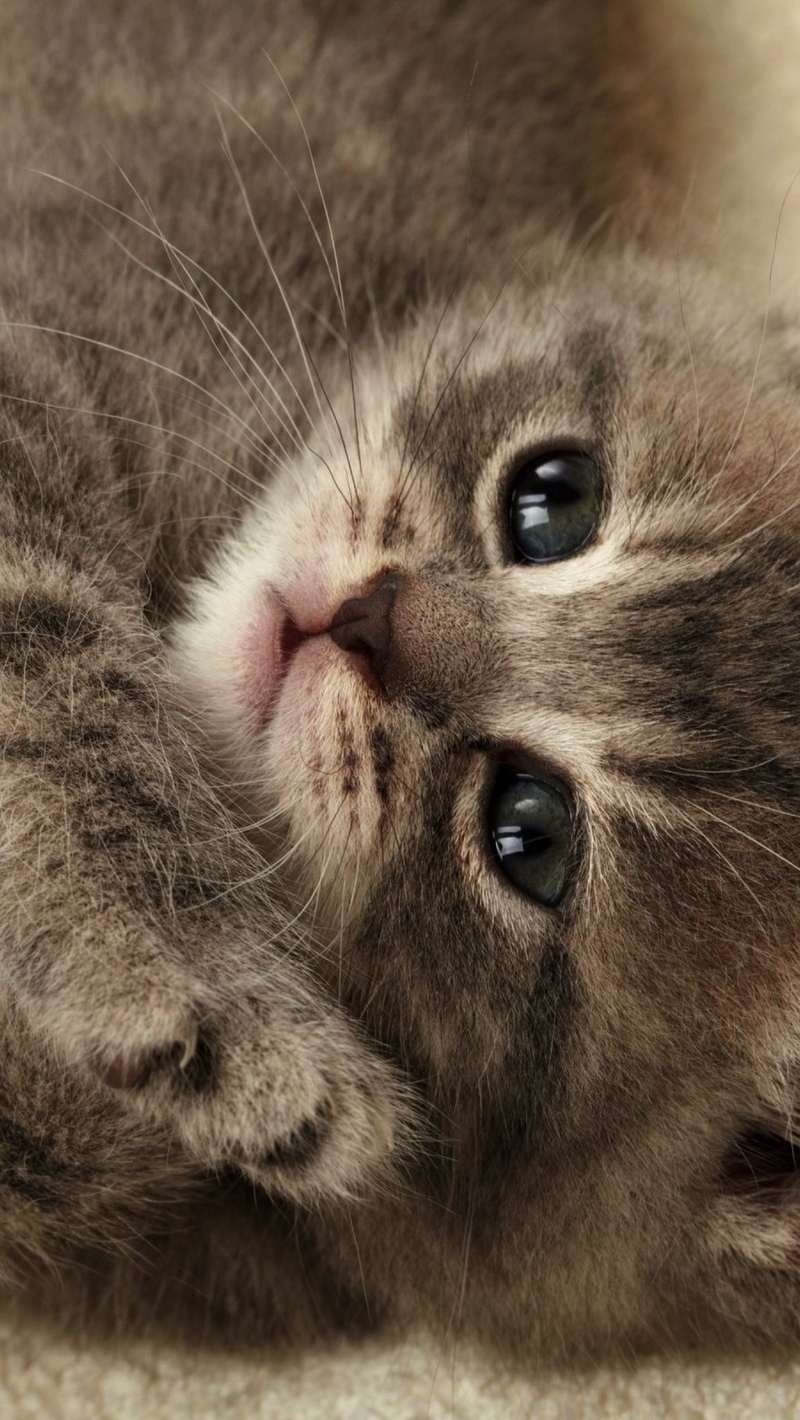 Картинка: Котёнок, маленький, пушистый, мрдочка, глаза, шерсть, лапки, лежит, плед