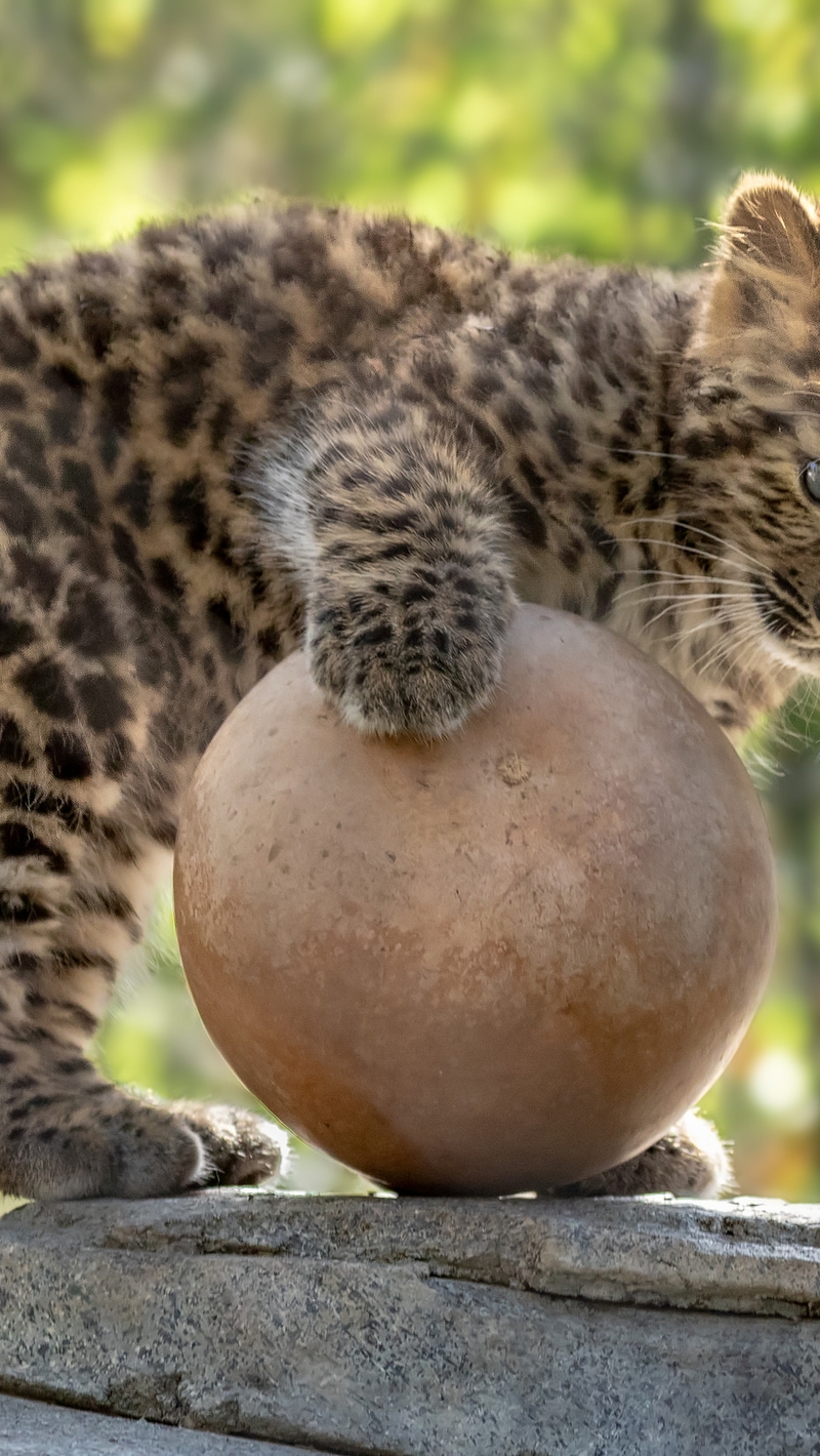 Картинка: Леопард, детёныш, малыш, хищник, пятна, шар, каменный