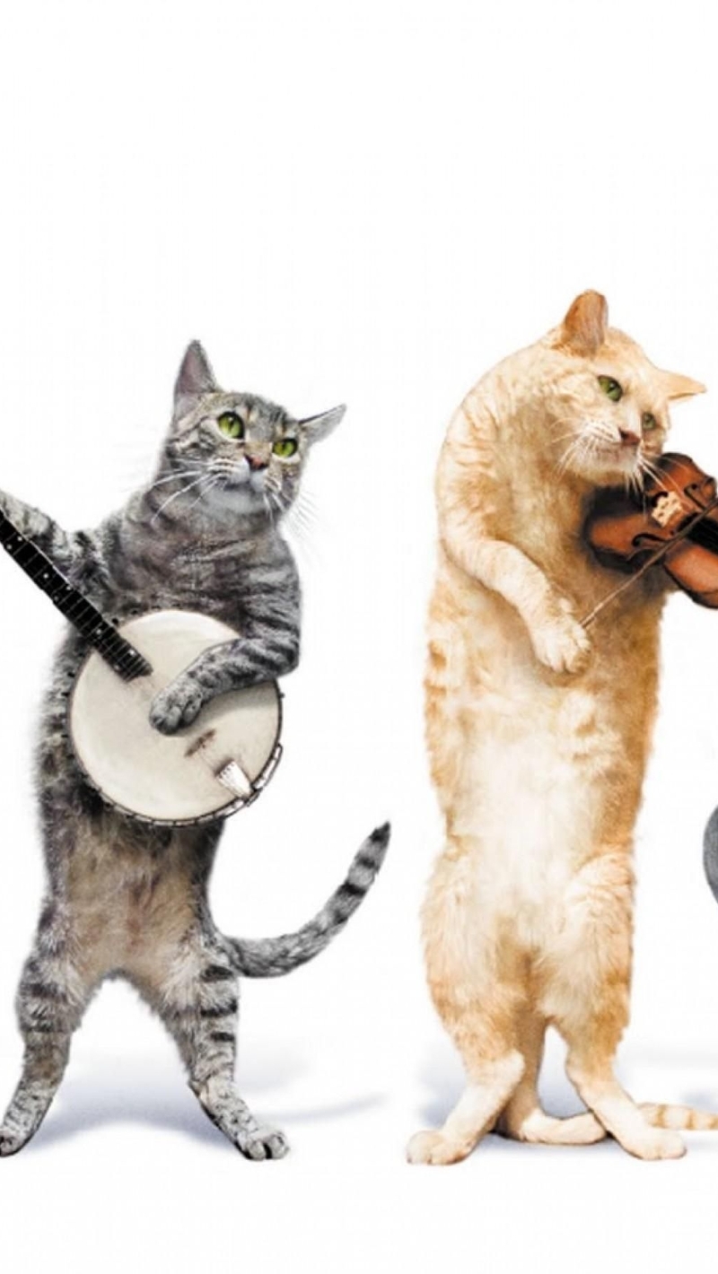 Картинка: Коты, играют, музыкальные инструменты, фон