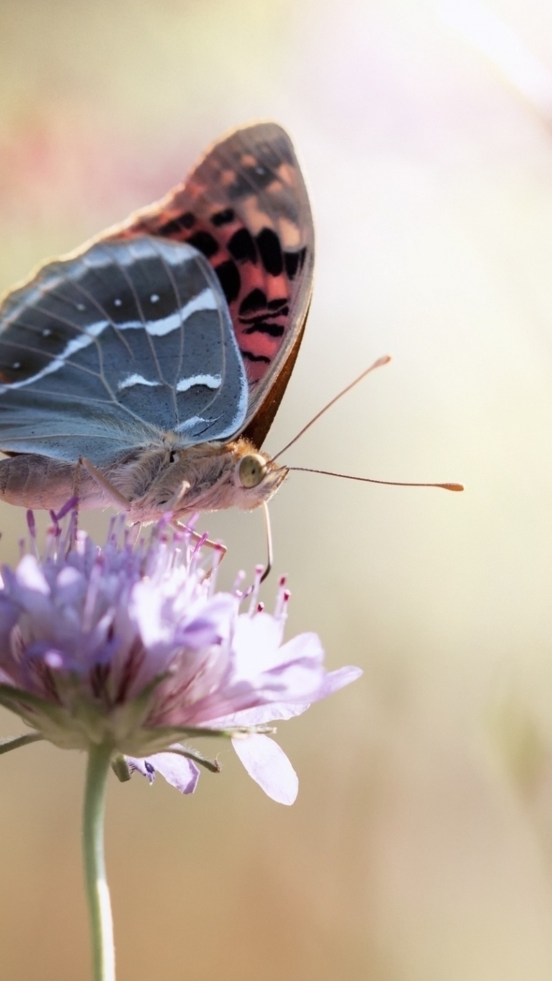 Картинка: Бабочка, сидит, пьёт, цветок, крылья, усики, боке, размытость