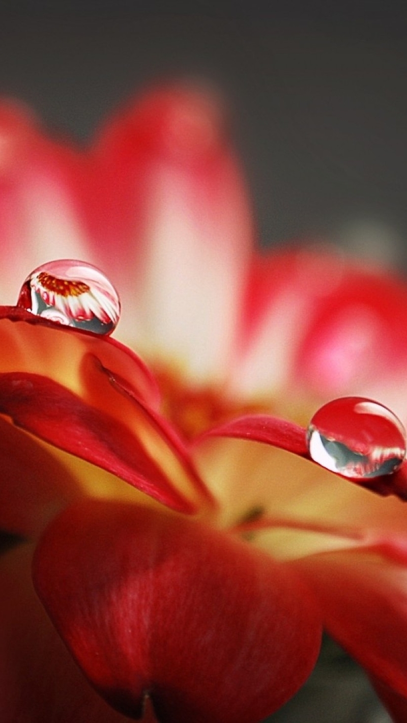 Image: Drops, water, petals, flower, macro, reflection