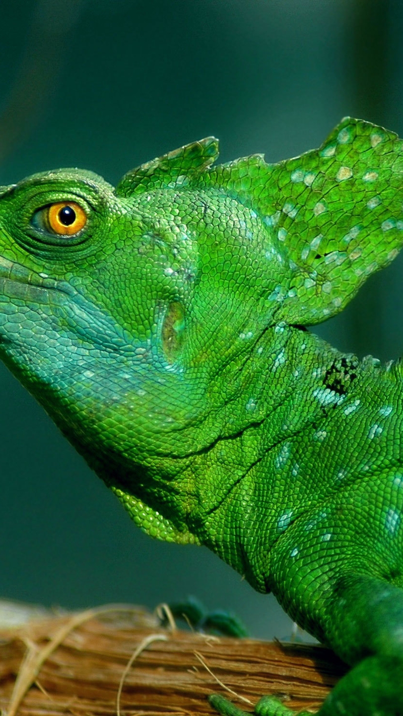 Картинка: Ящерица, рептилия, василиск, зелёная, глаз, гребень, пятна, чешуя