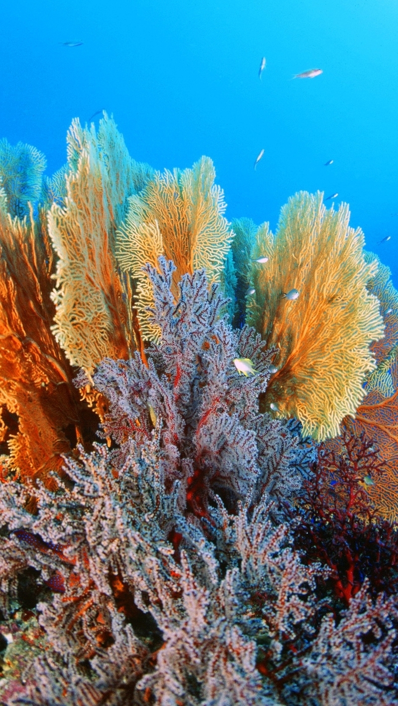 Image: Corals, fish, bottom, water