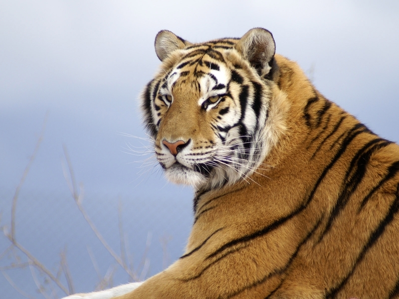 Картинка: Кошка, большая, Тигр, полосатый, Амурский, взгляд, хищник, морда
