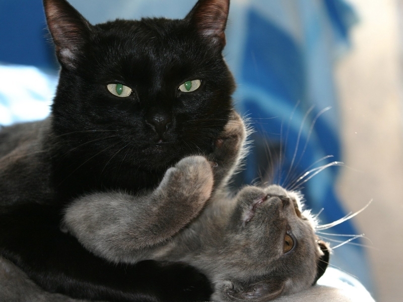 Image: Cat, black, hugs, plays, top, lies, look, eyes, mustache