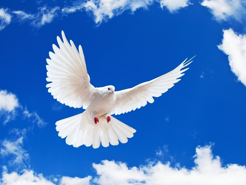 Картинка: Птица, голубь, белый, пернатый, летит, крылья, небо, облака