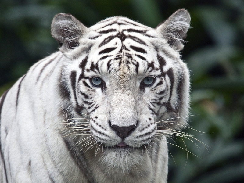 Картинка: Кошка, белый тигр, взгляд, усы, нос