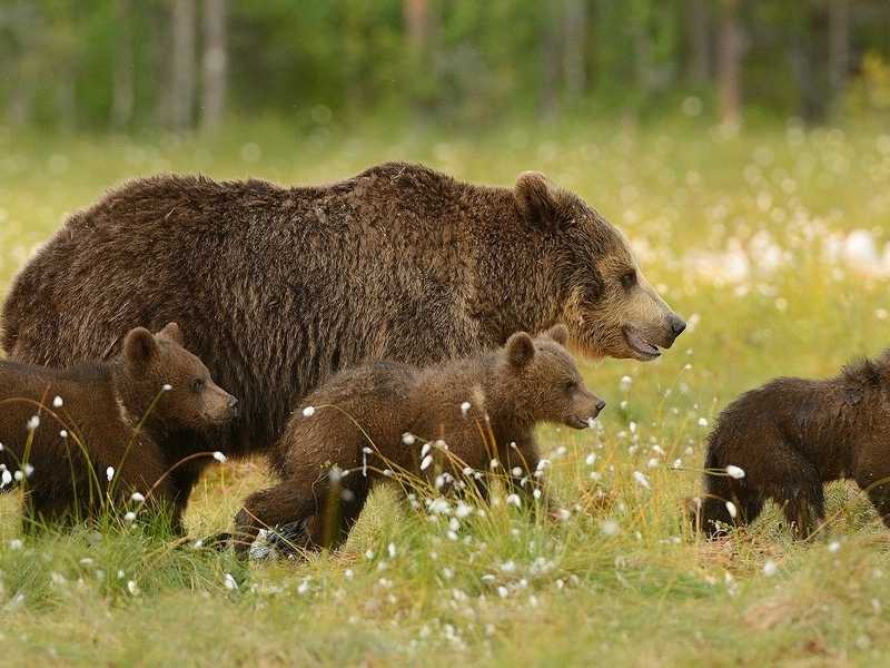 Image: Brown bear, bear, walk, forest, grass