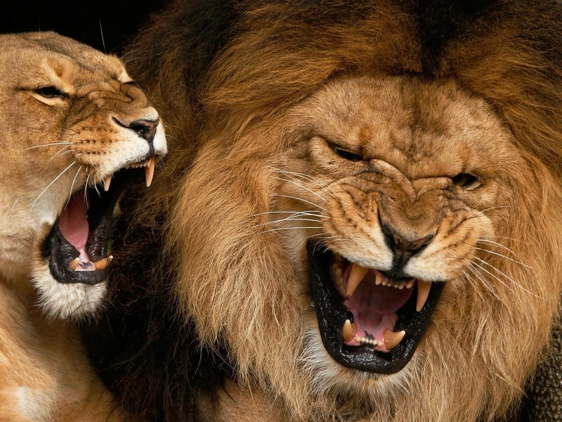 Image: Lion, lioness, mouth, fangs, growl, grin, predator