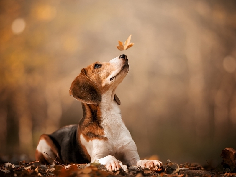Картинка: Собака, мордочка, листья, осень, боке