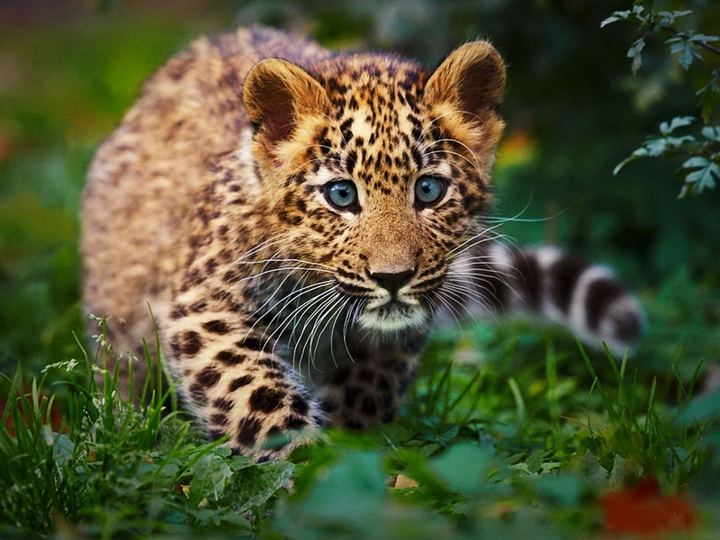 Картинка: Леопард, детёныш, пятна, хищник, морда, трава