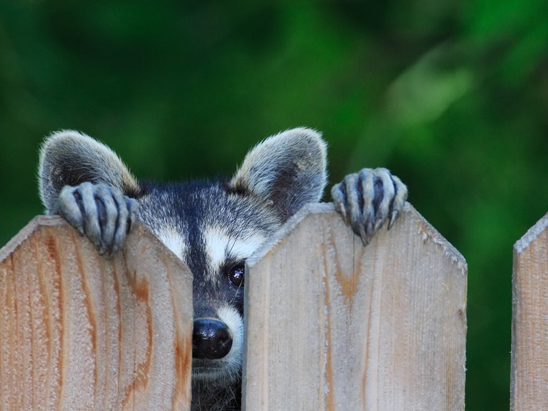 Image: Raccoon, muzzle, sight, ears, nose, feet, fence
