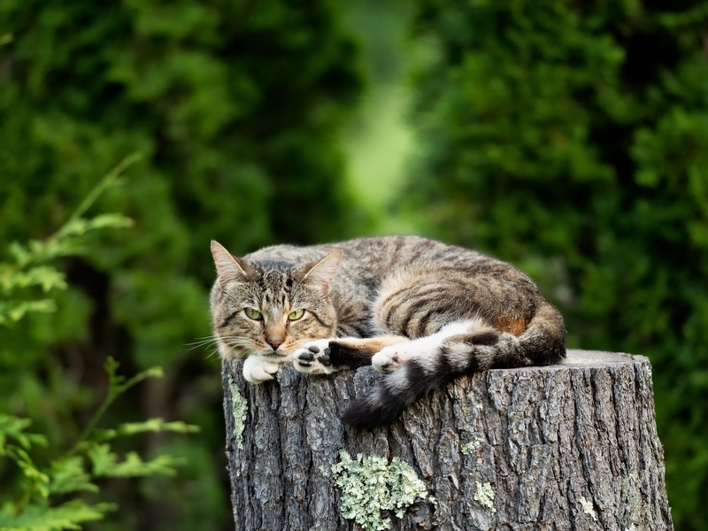 Картинка: Кот, котик, пень, лежит, лето, зелень