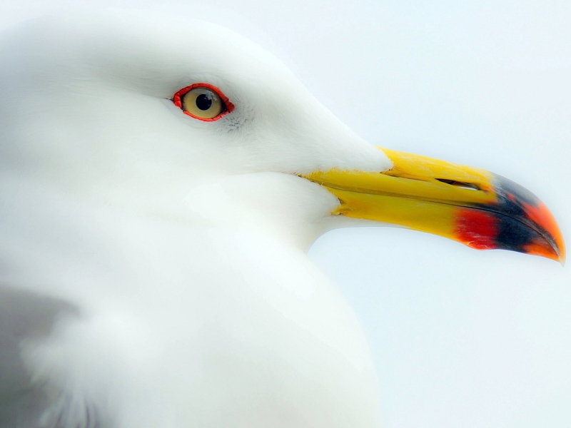 Картинка: Чайка, белая, глаз, клюв, птица