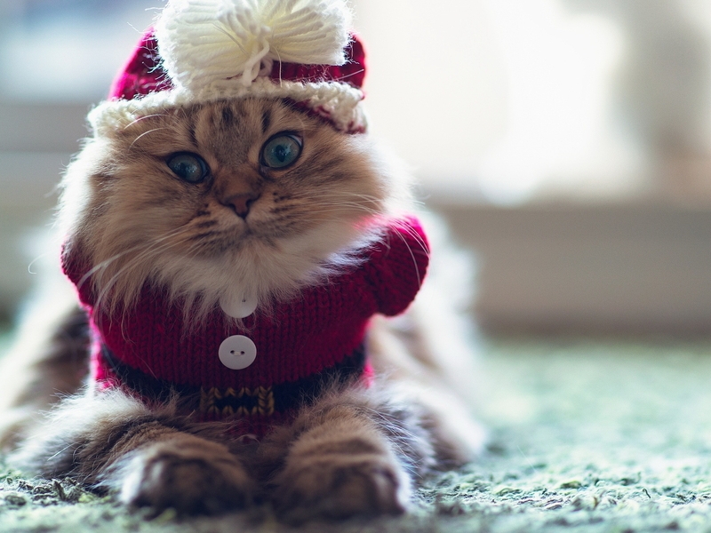 Картинка: Кошка, пушистая, глаза, вязаный, рождественский костюм, шапка, бантик