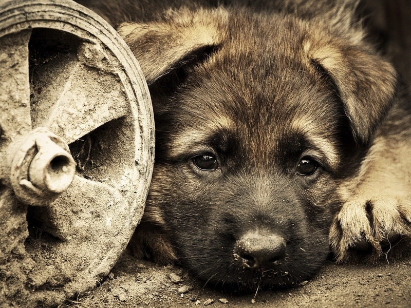 Картинка: Щенок, собака, взгляд, глаза, грусть, колесо