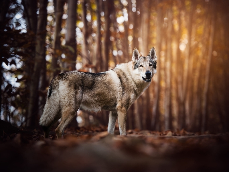 Картинка: Волк, смотрит, лес, деревья