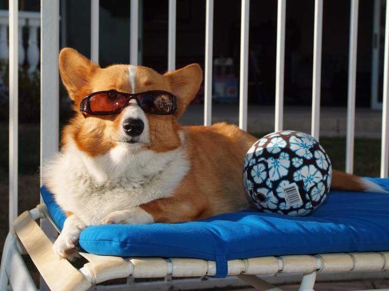 Image: Dog, glasses, ball, lies