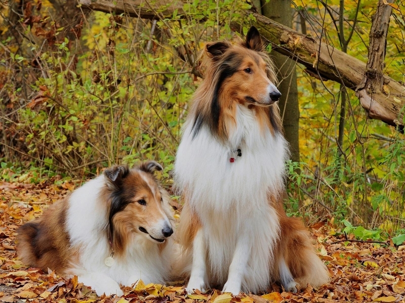 Image: Dog, long-haired, Collie, couple, forest, foliage