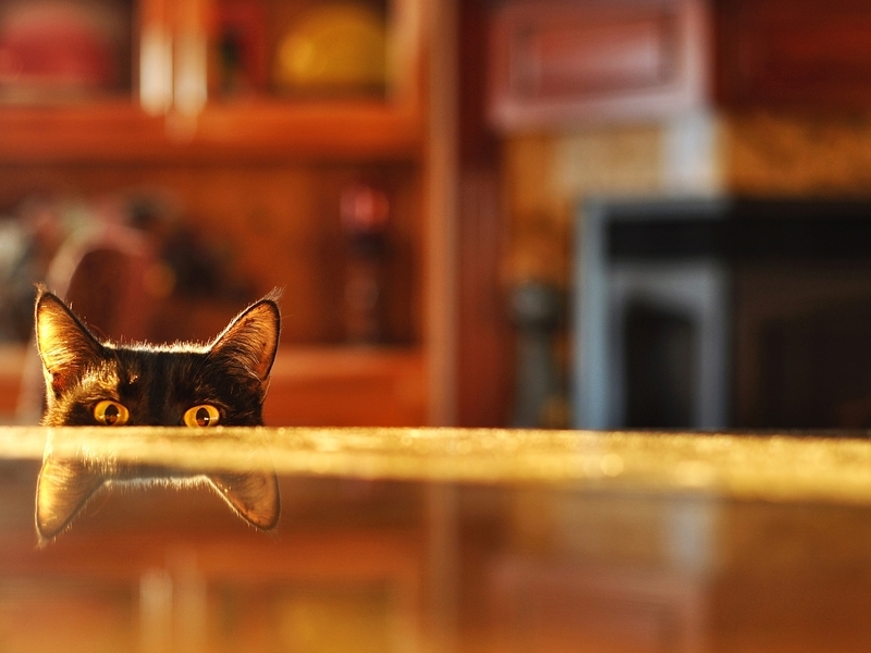 Image: Cat, black, eyes, look, ears, reflection