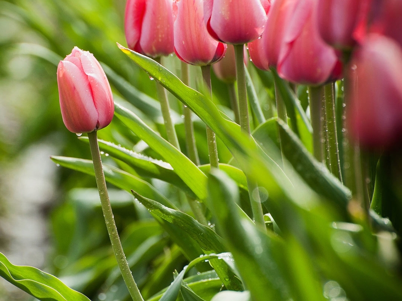 Картинка: Тюльпаны, розовые, листья, капли, стебли, поле