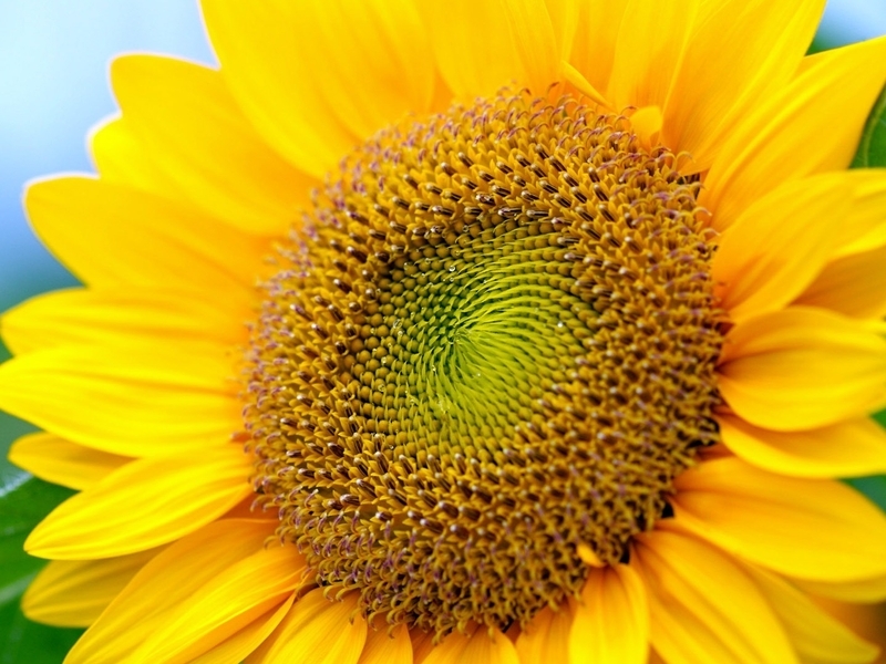 Image: Sunflower, yellow, seed, energy, sun