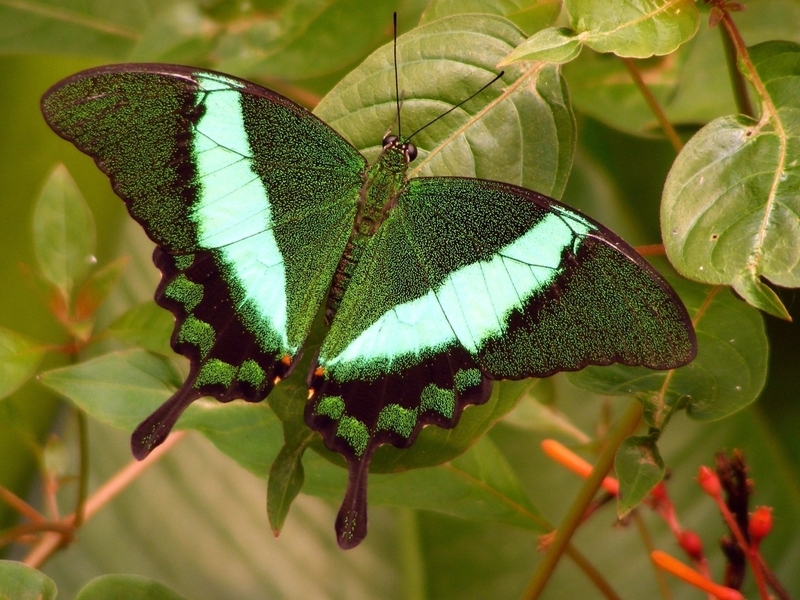 Image: butterfly, green butterfly, nature, leaves, tree